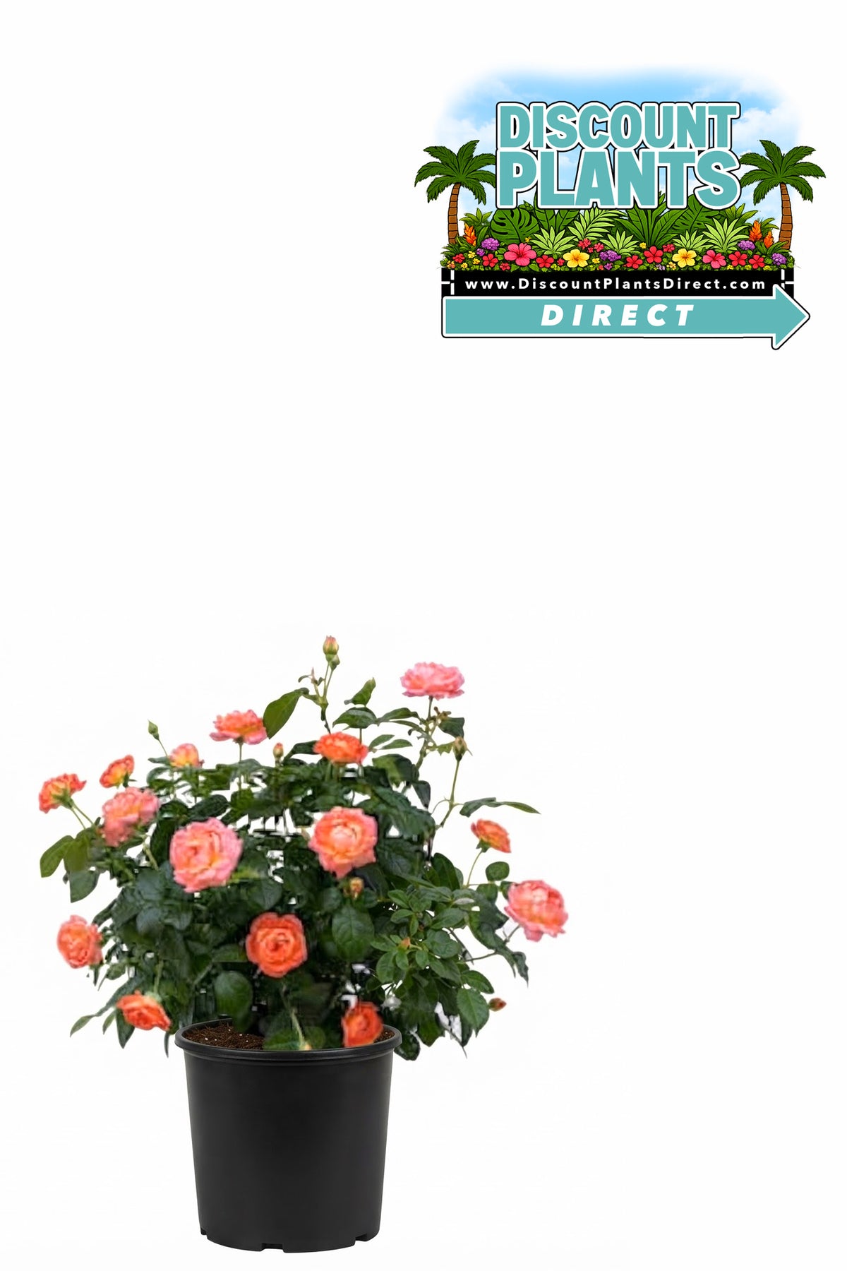 Knockout Orange Rose