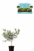Olive Tree (Arbequnia)