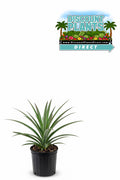 Pineapple Sugar Loaf