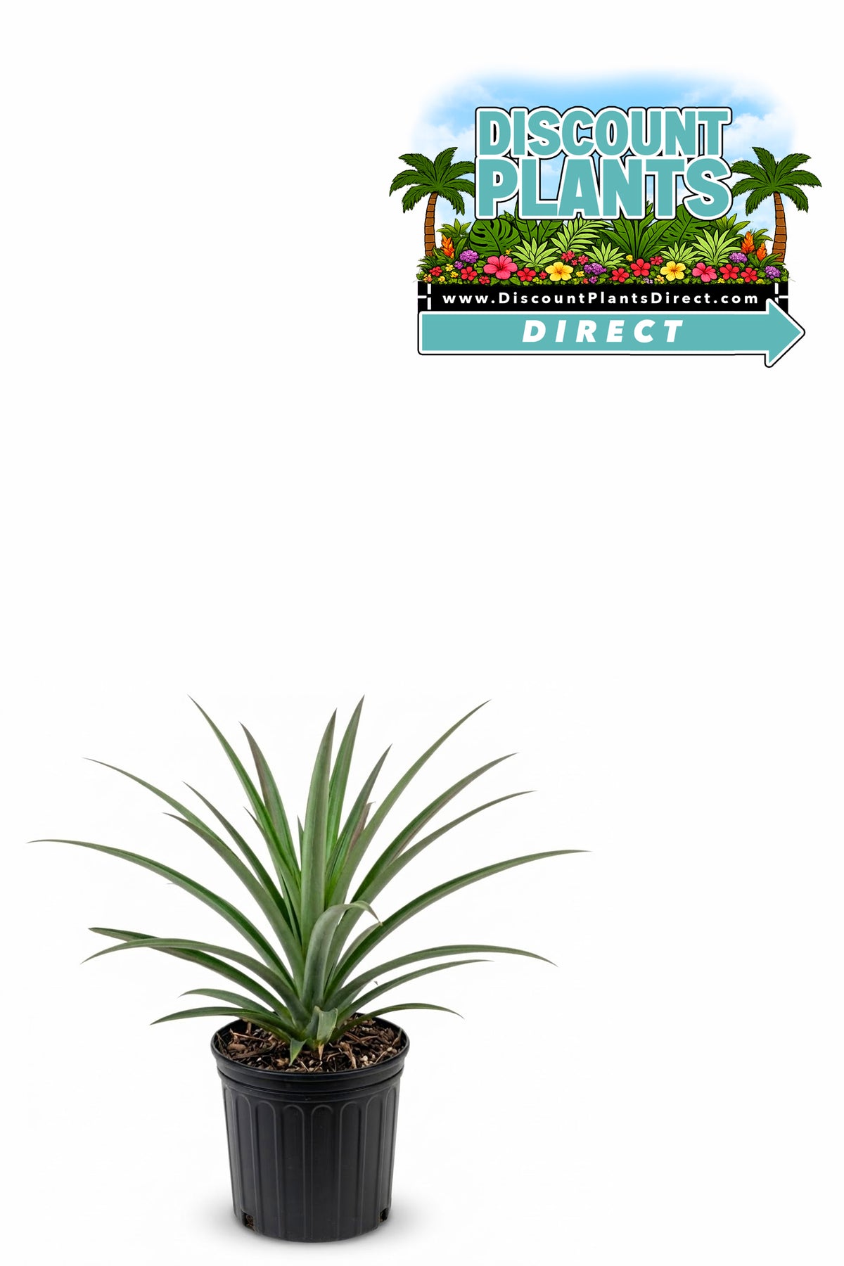Pineapple Sugar Loaf