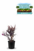 Black Diamond Crape Myrtle Purely Purple