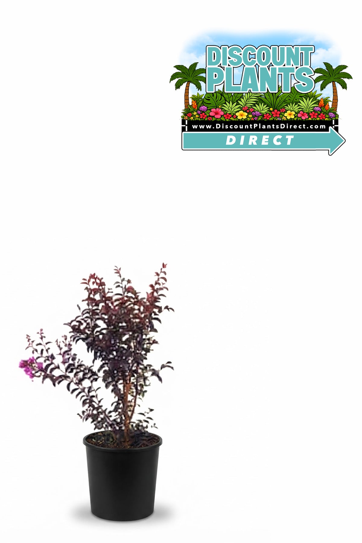 Black Diamond Crape Myrtle Purely Purple