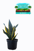 Dracaena Marginata Kiwi