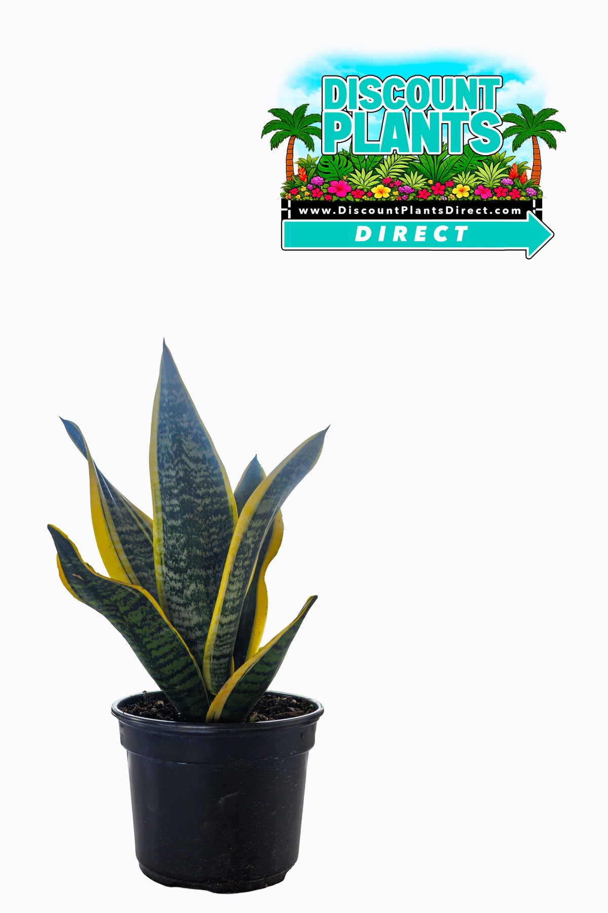 Dracaena Marginata Kiwi