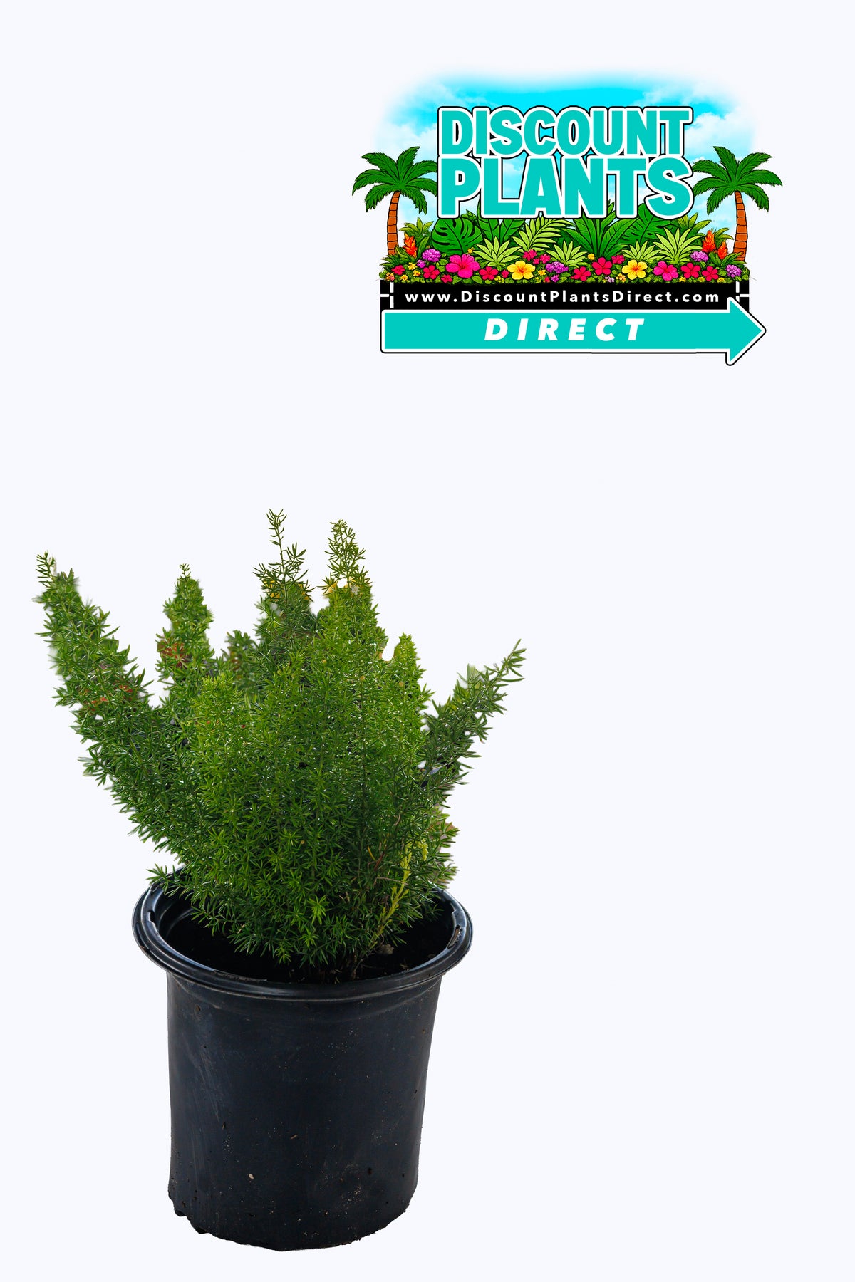 Fern Foxtail