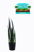 Sansevieria Zeylanica