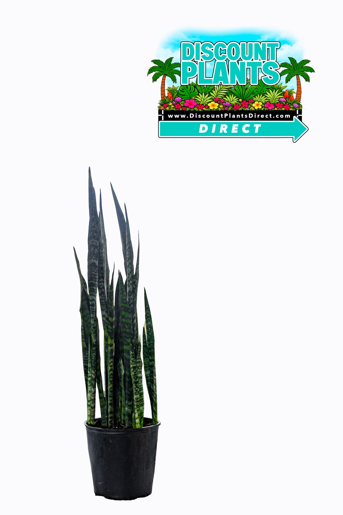 Sansevieria Zeylanica