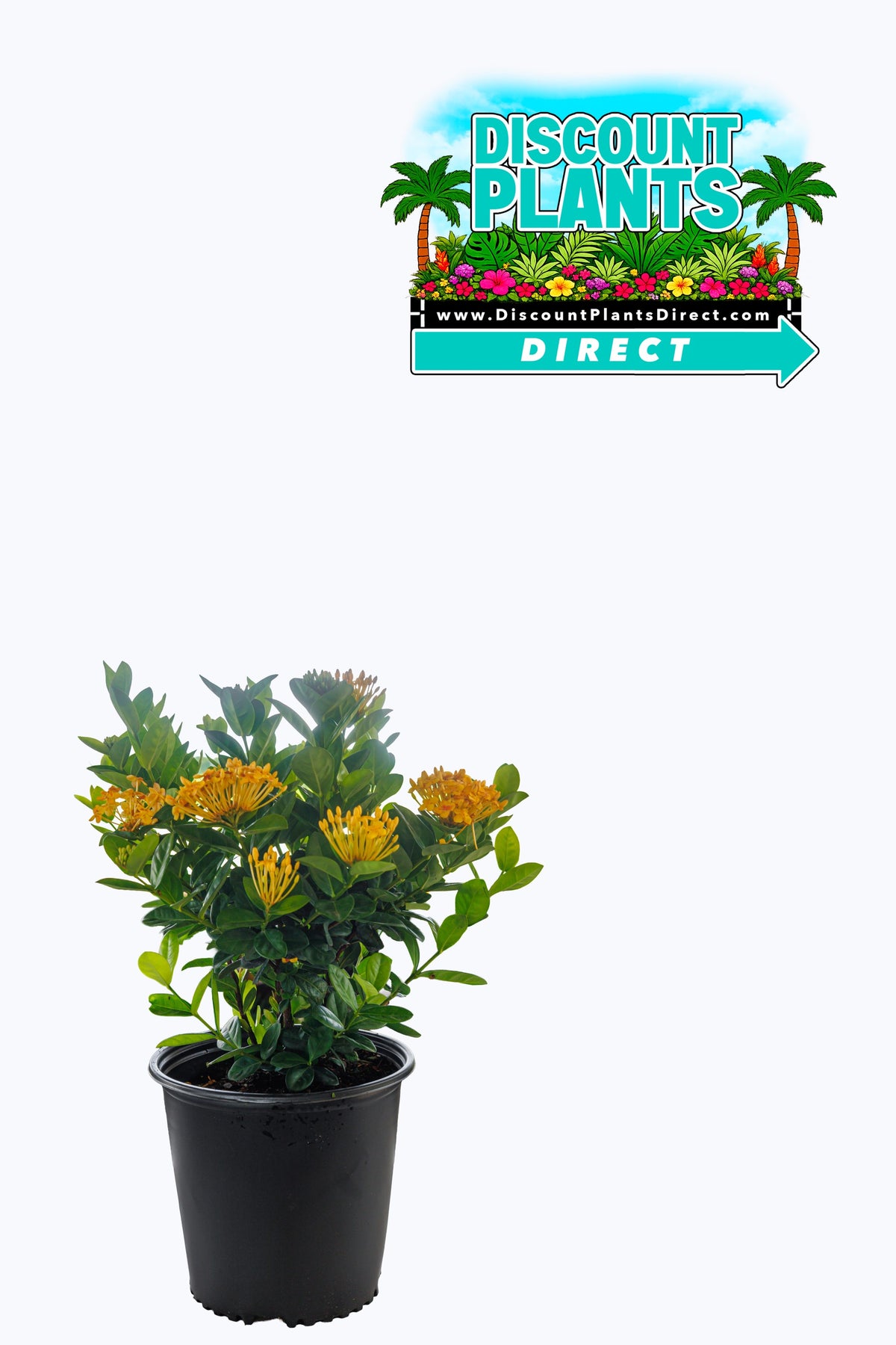 Ixora Yellow