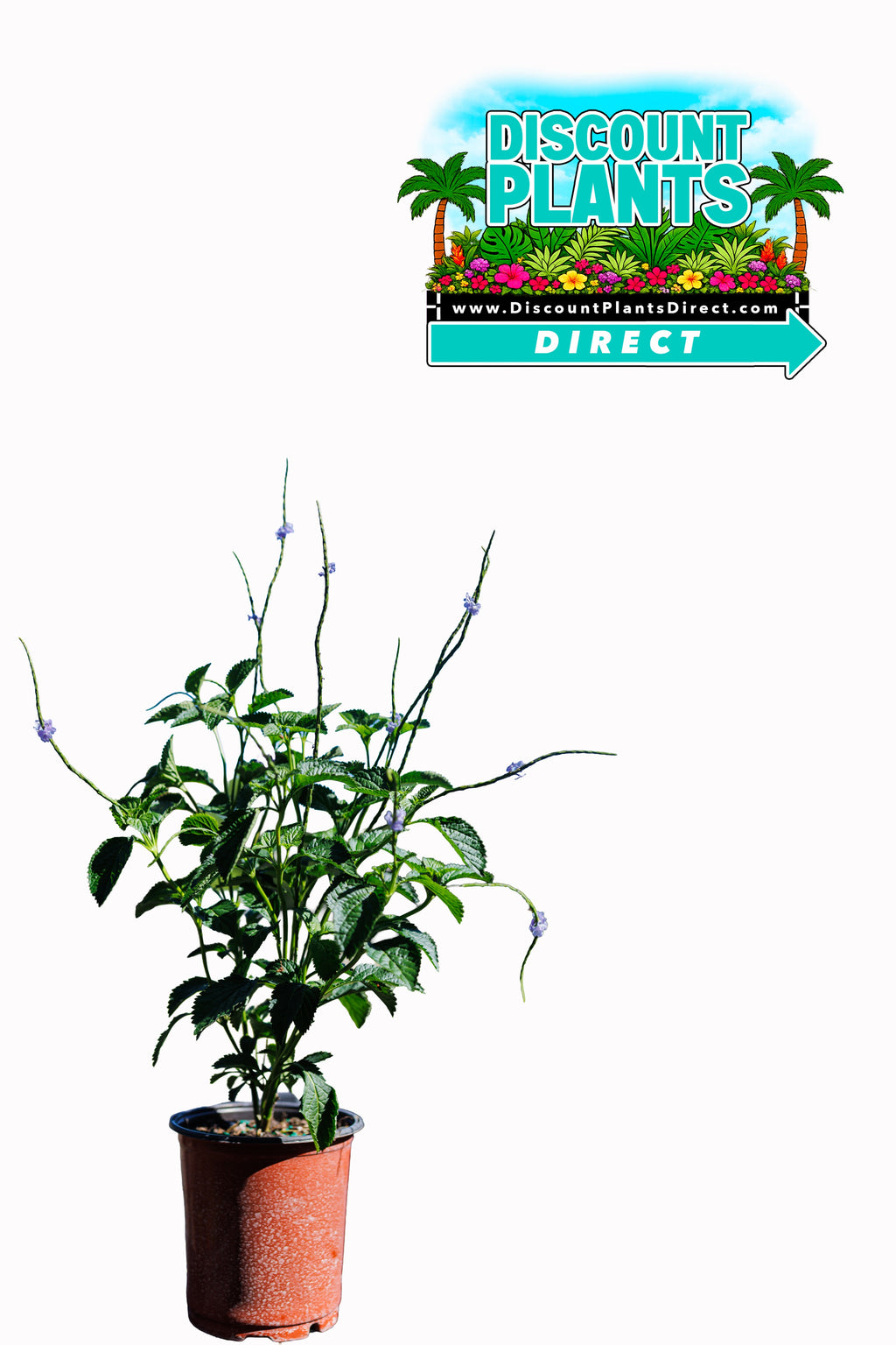 Porterweed Blue