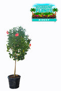 Hibiscus Standard President Red