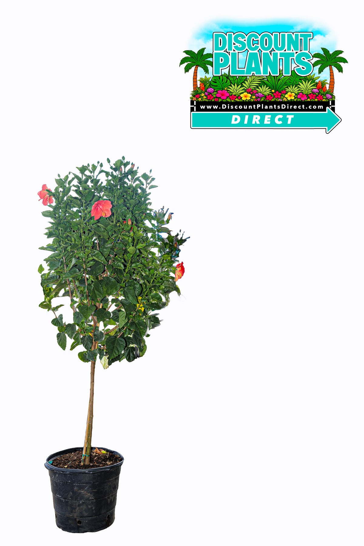 Hibiscus Standard President Red
