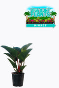 Philodendron Congo Rojo