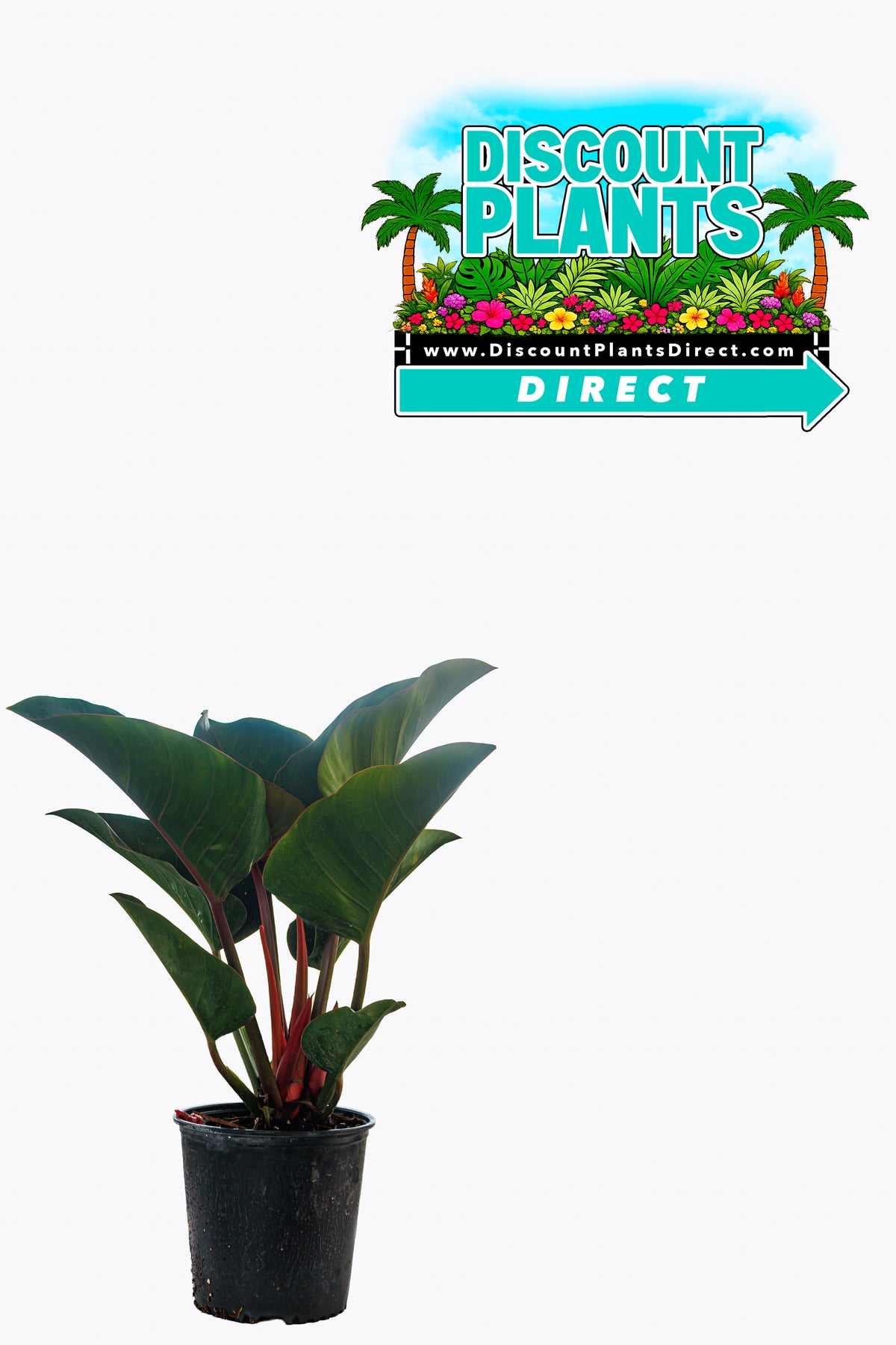 Philodendron Congo Rojo