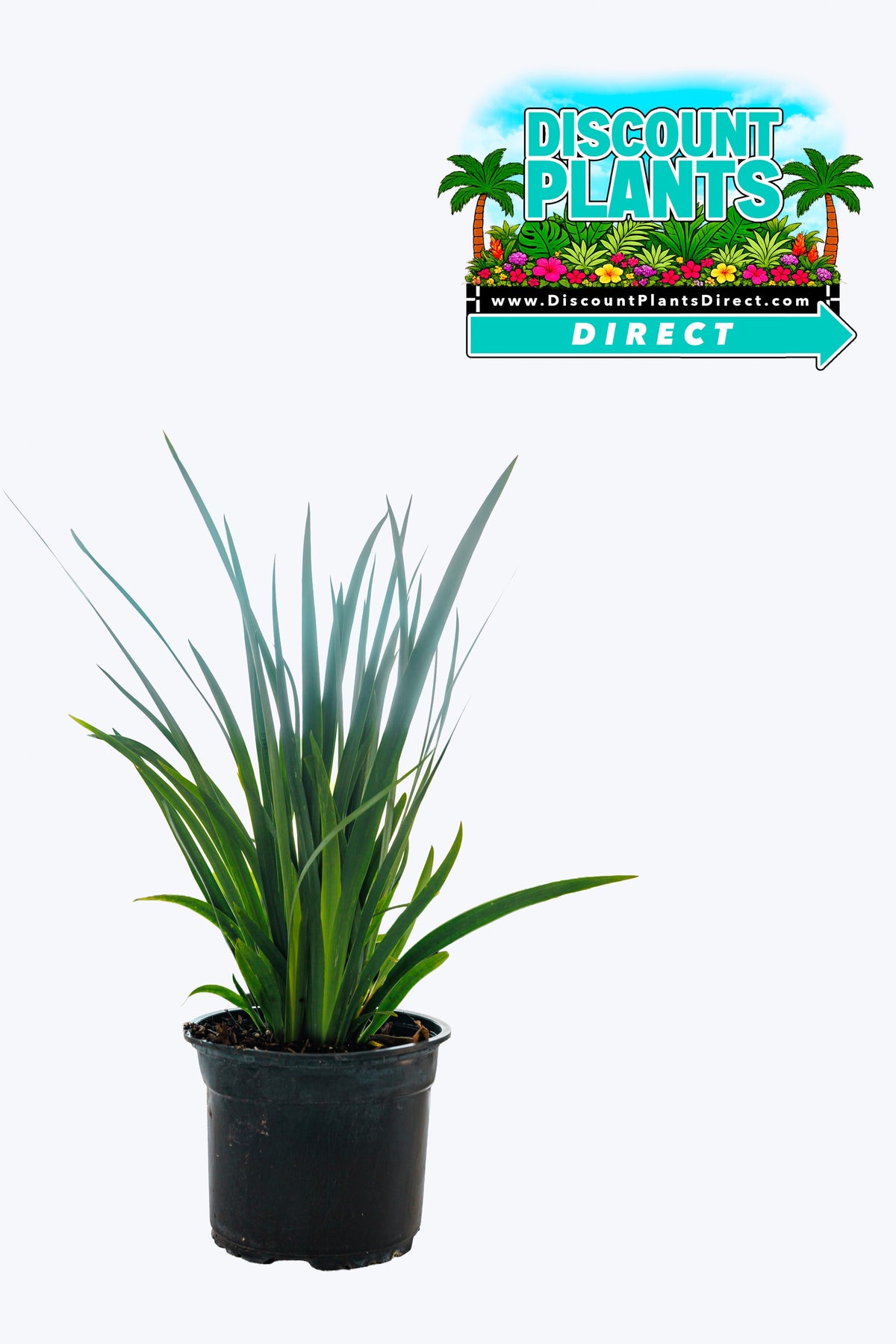 Iris Regina