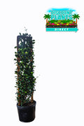 Jasmine Minima Green