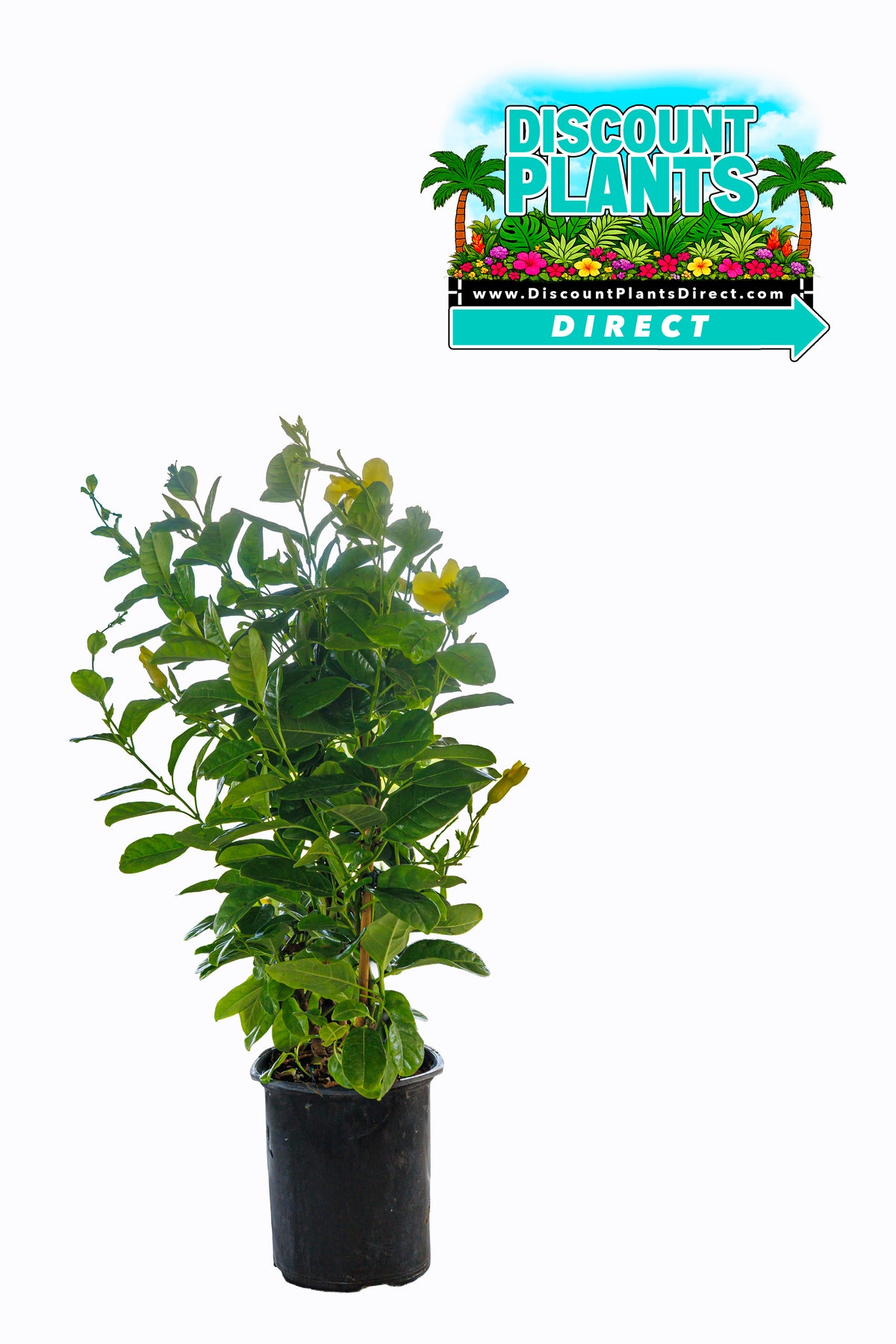 Mandevilla Yellow Bush