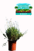 White Gaura