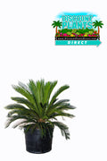 Sago Palm