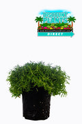 Sedum Golden