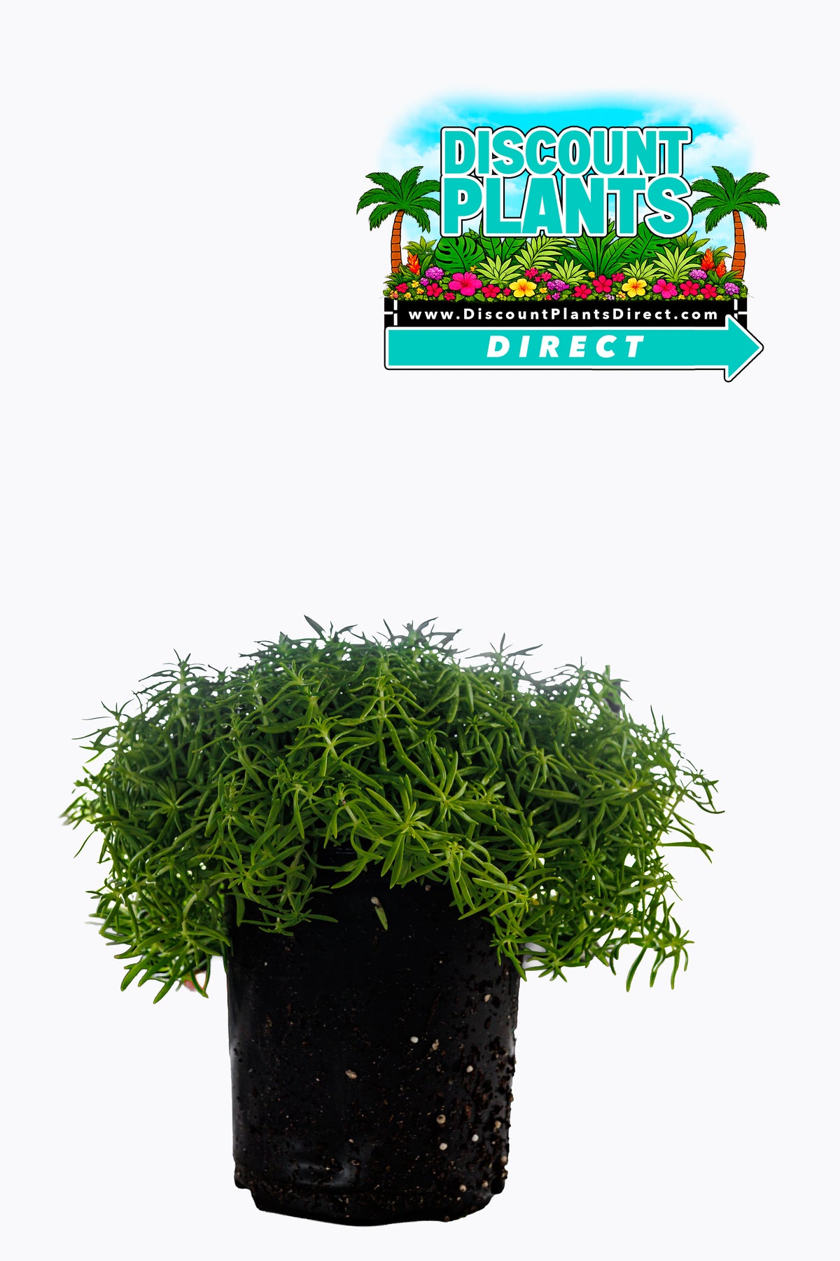 Sedum Golden