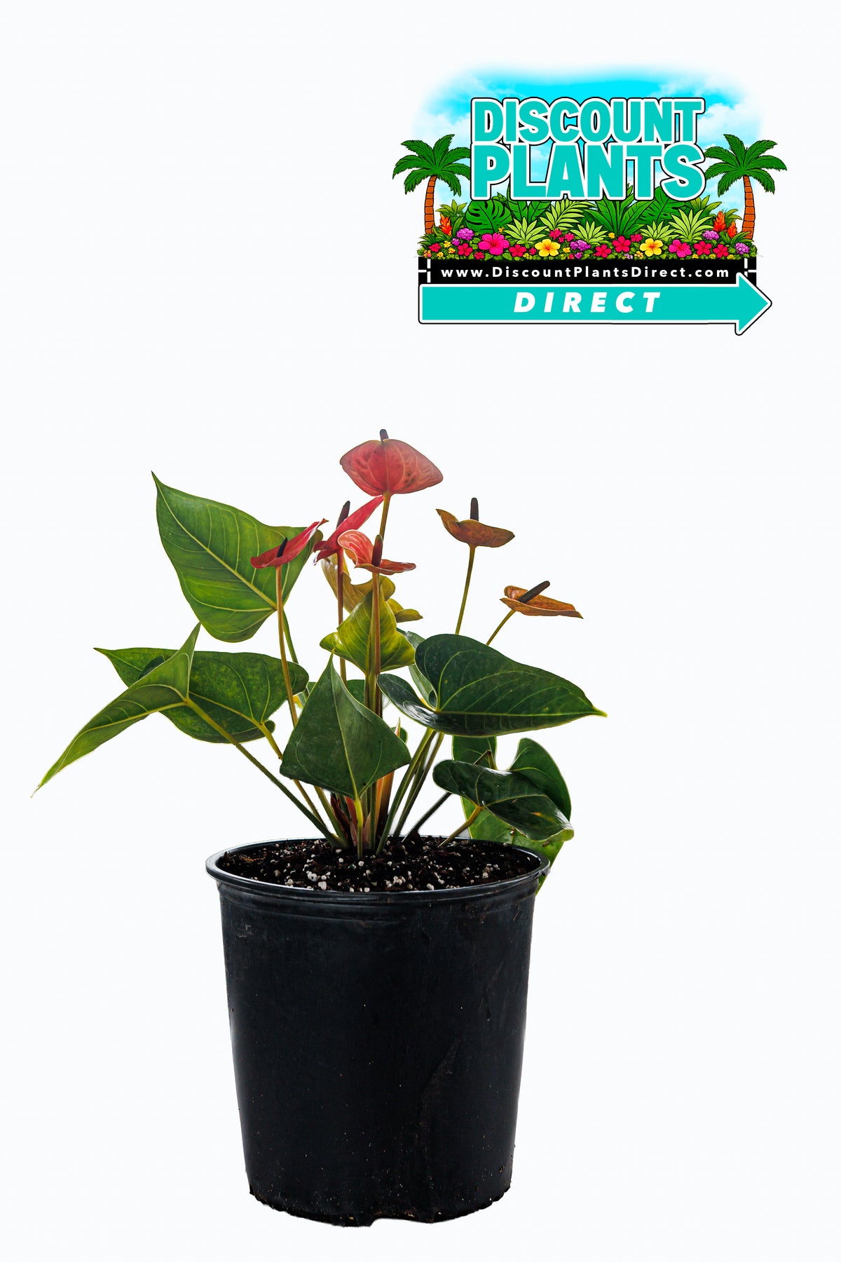 Anthurium Red Heart