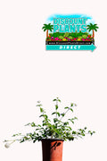Lantana Trailing White