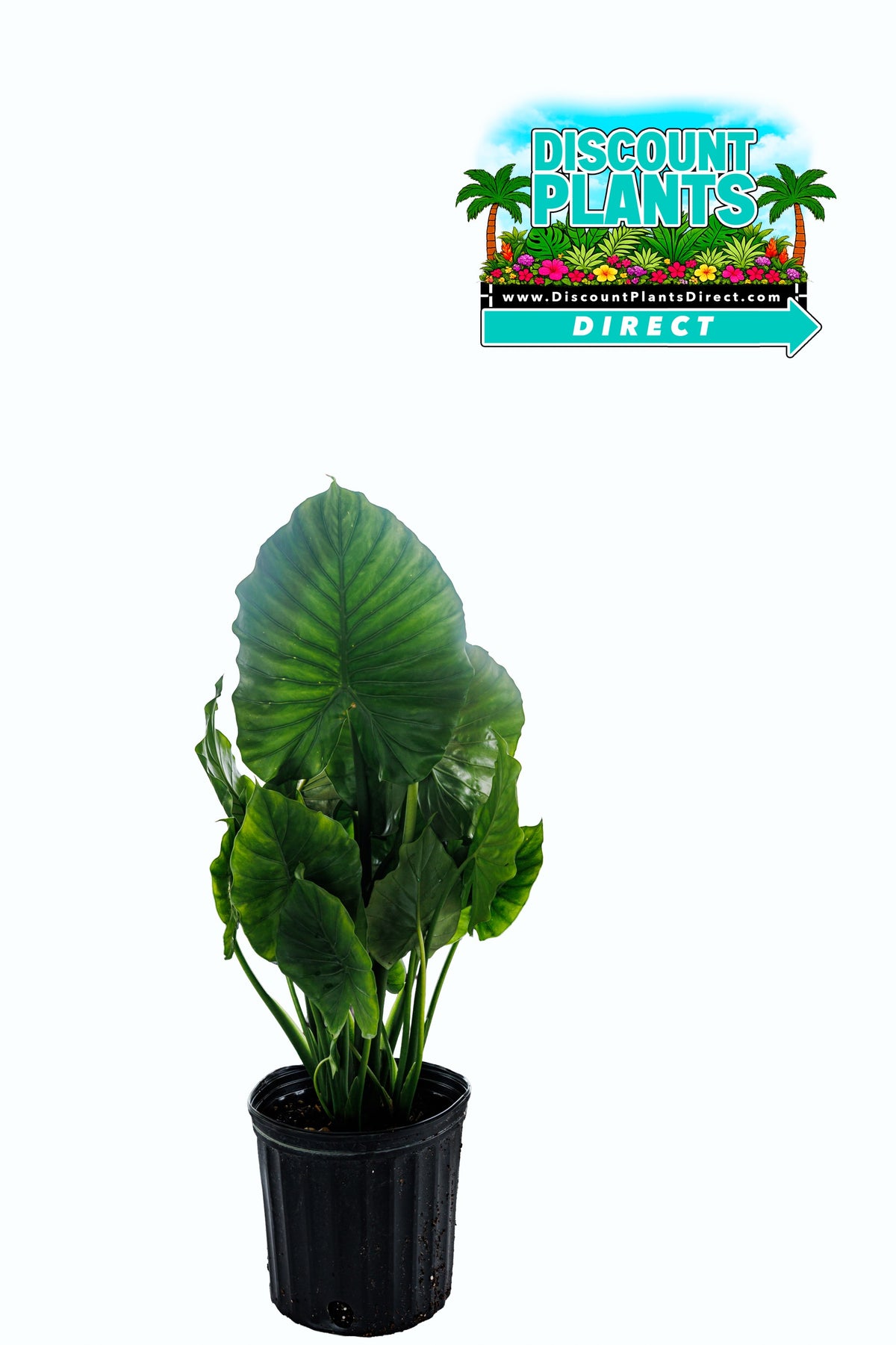 Alocasia Odora
