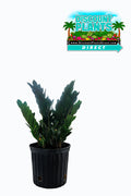 Ficus Green Island