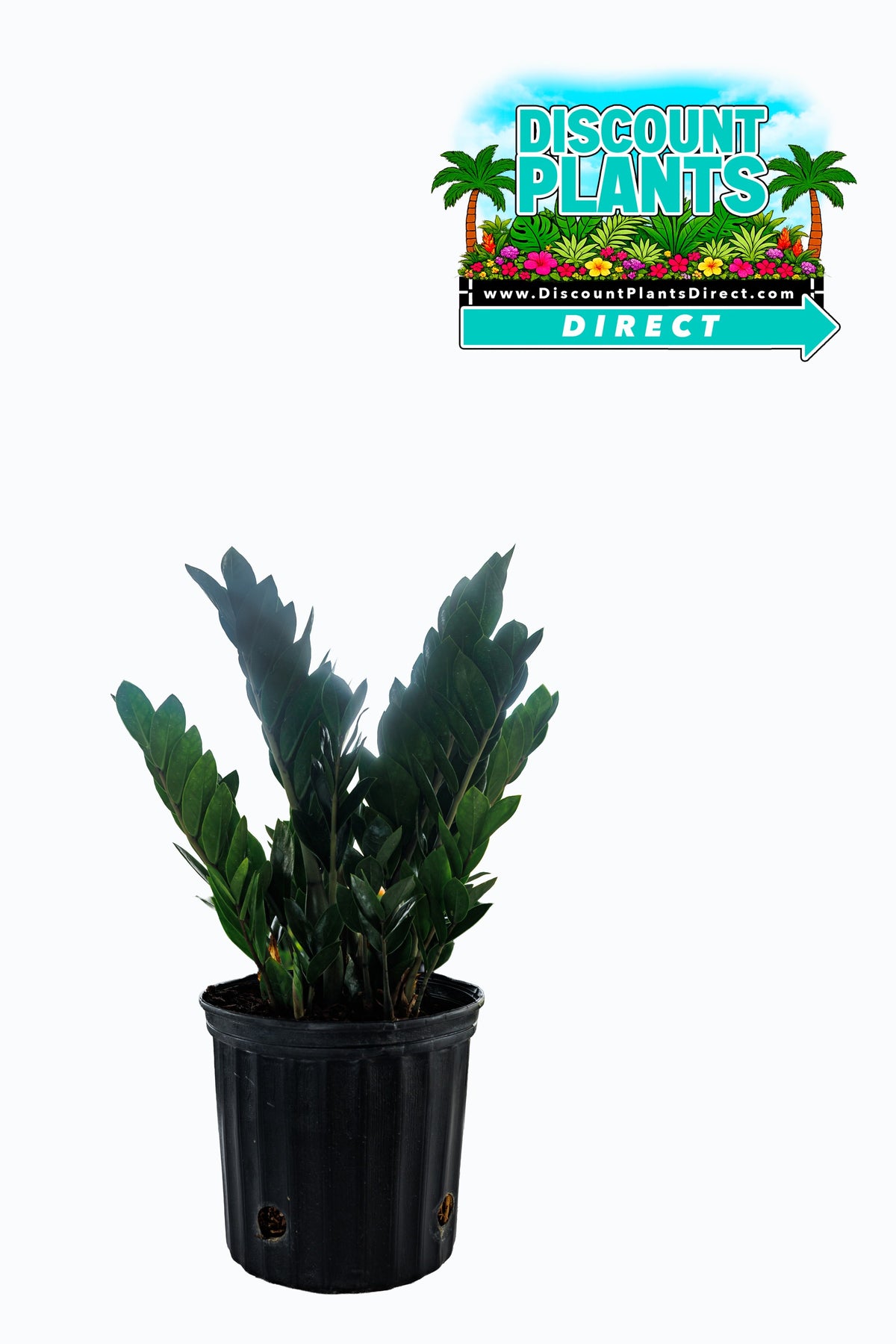 Ficus Green Island