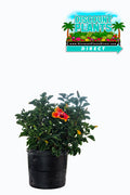 Hibiscus Fiesta