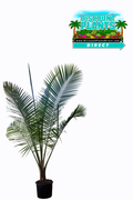 Majesty Palm