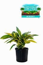 Ginger Variegated