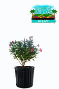 Mandevilla XP Pink Bush