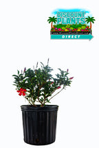 Mandevilla Original Crimson Bush