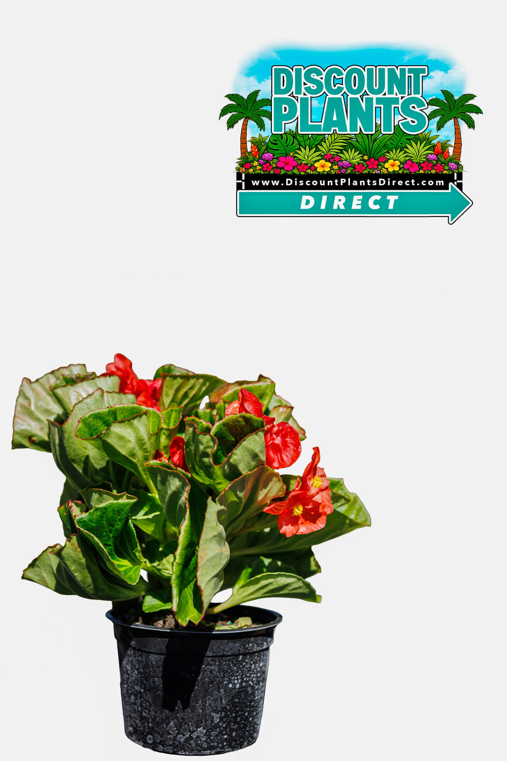 Begonia Top Hat Scarlet