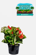 Begonia Top Hat Scarlet