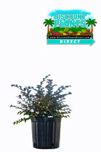 Loropetalum Ruby