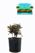 Croton Mammy