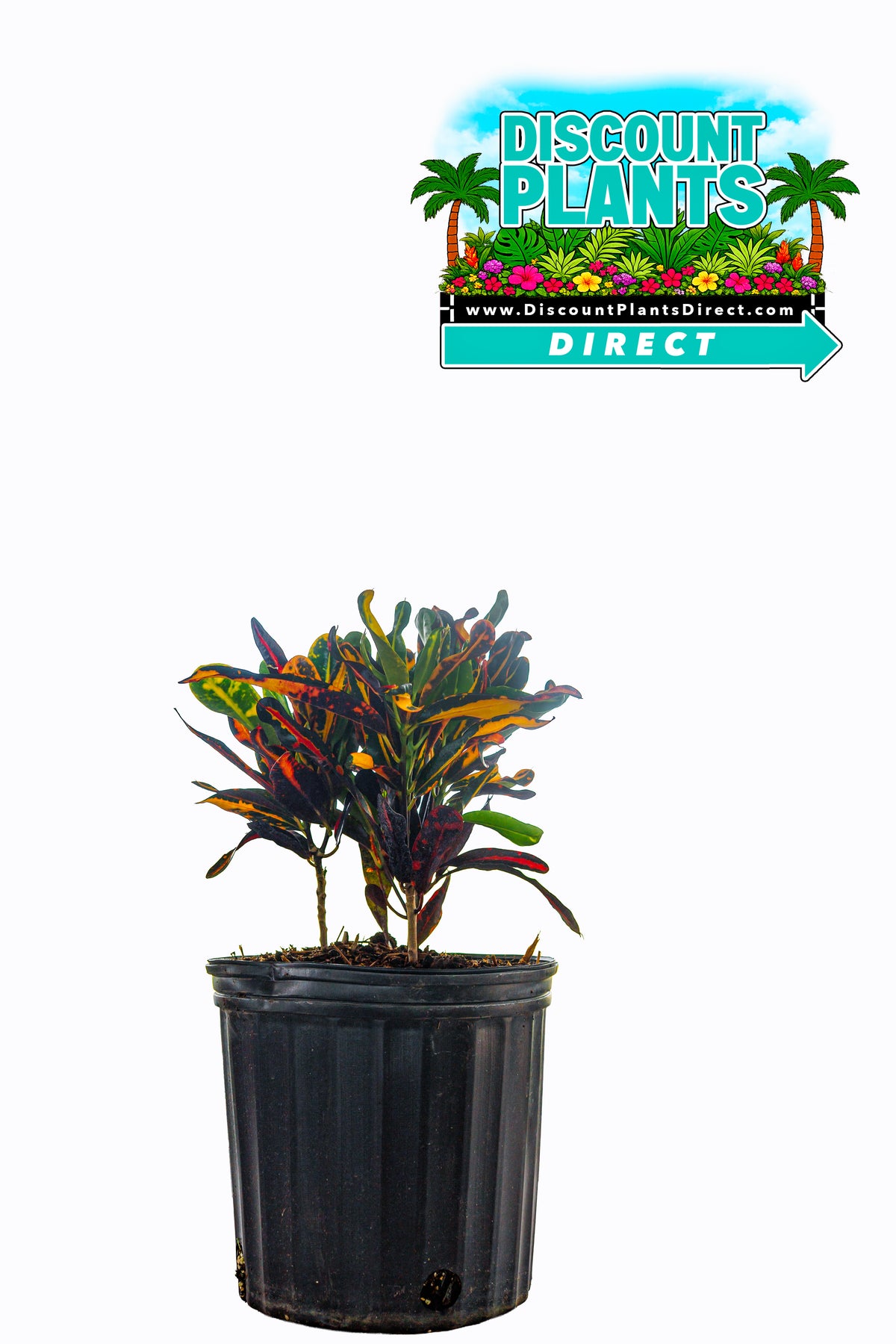 Croton Mammy