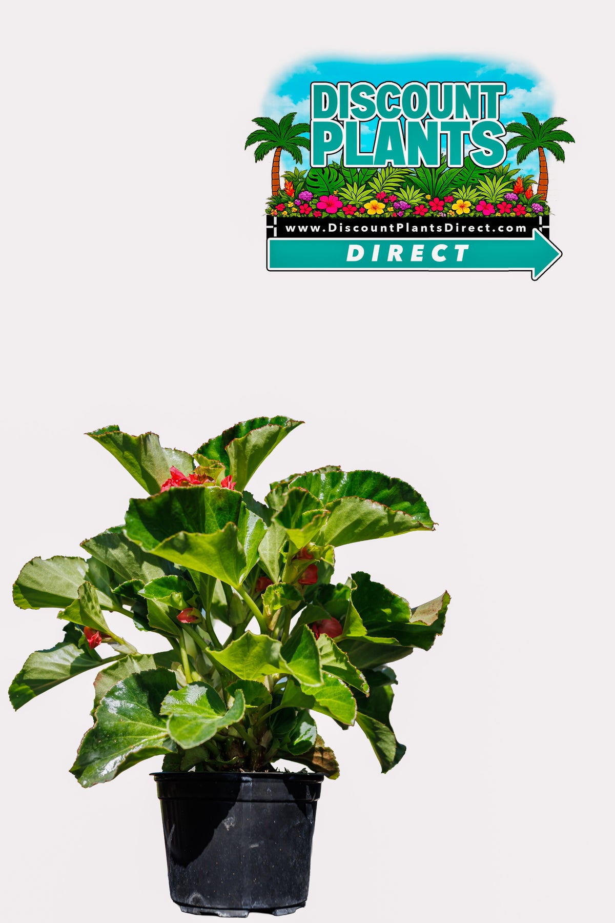 Fiddle Leaf Fig