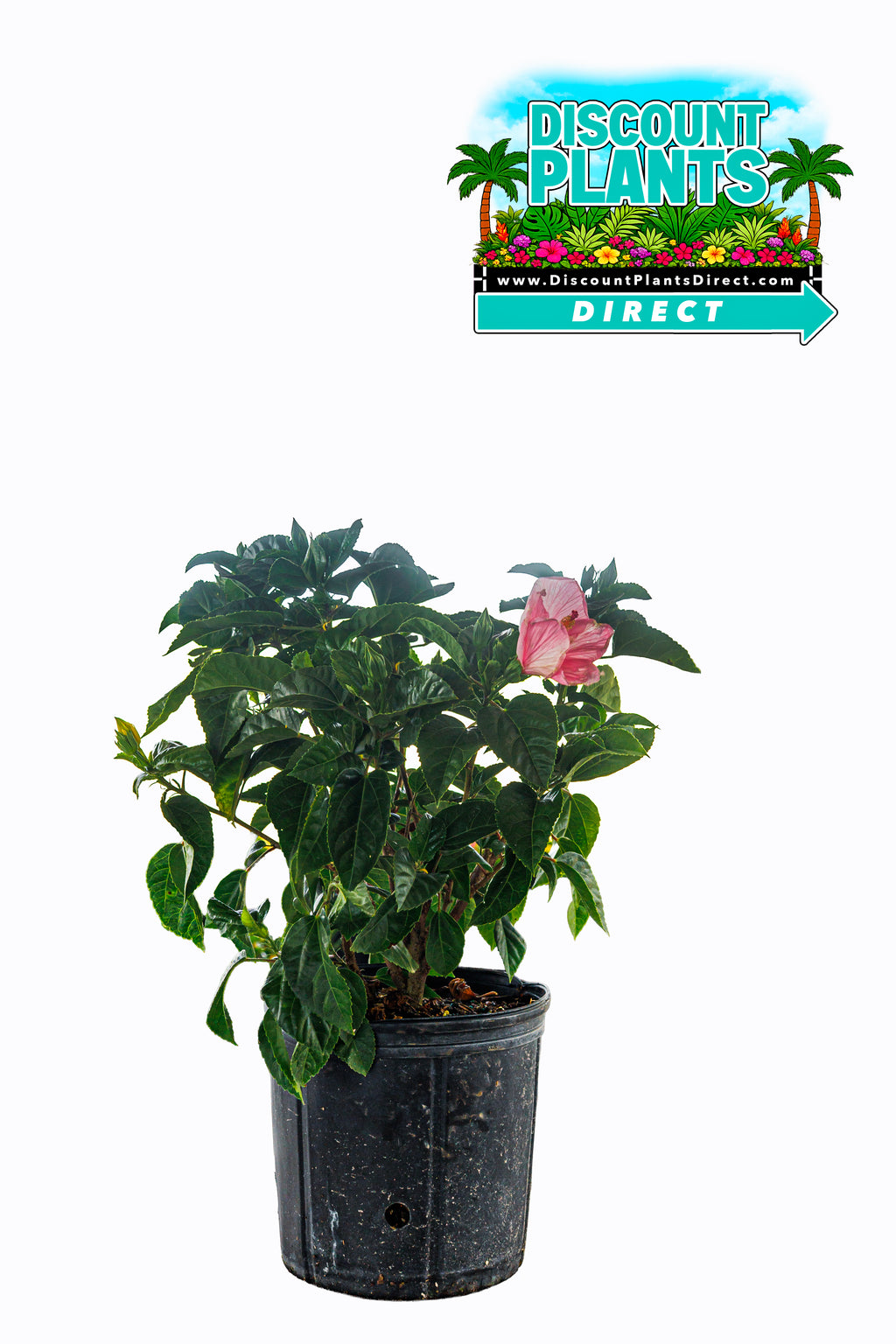 Hibiscus Painted Lady Pink