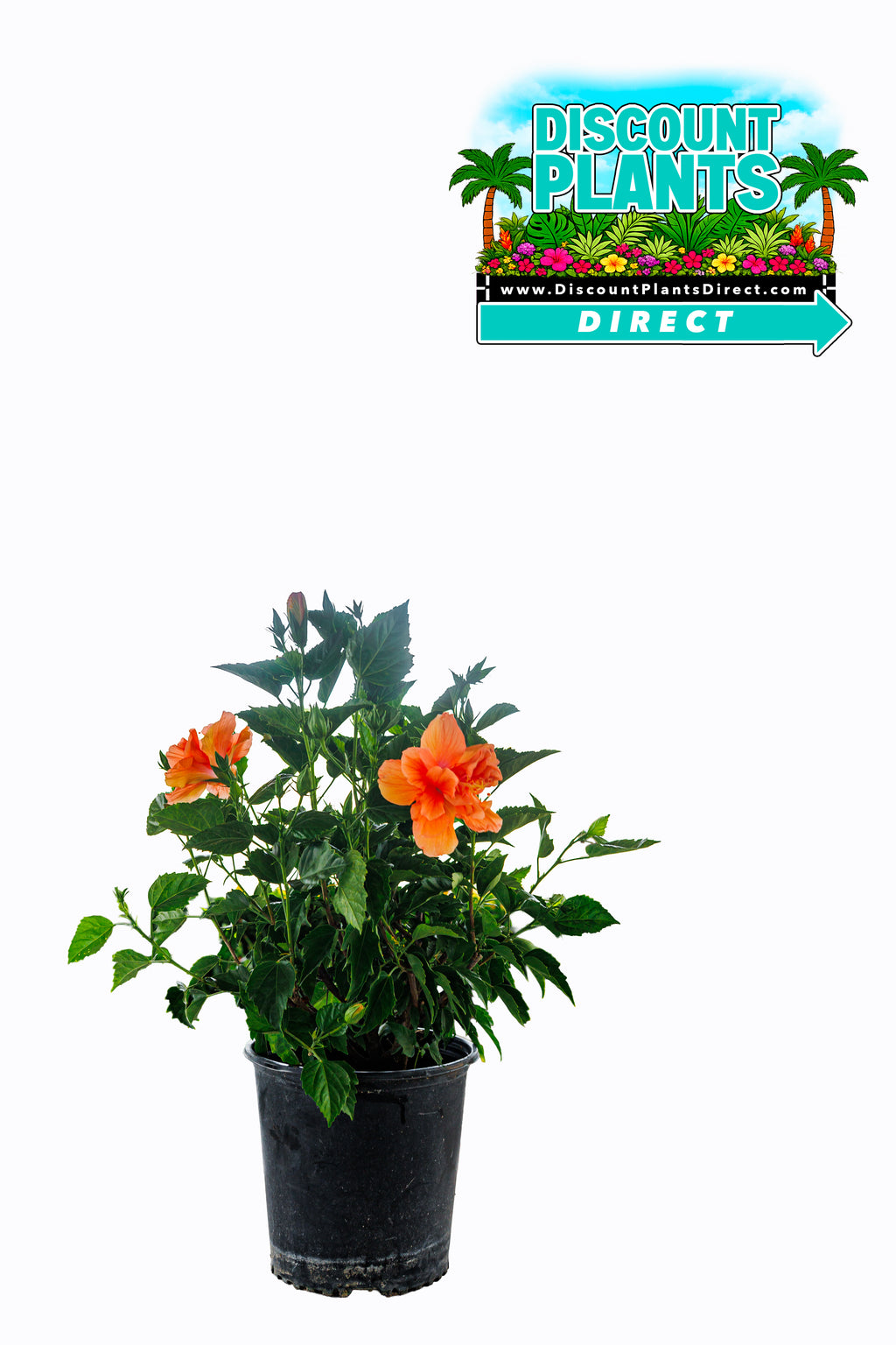 Hibiscus Double Peach