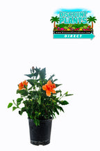 Hibiscus Double Peach