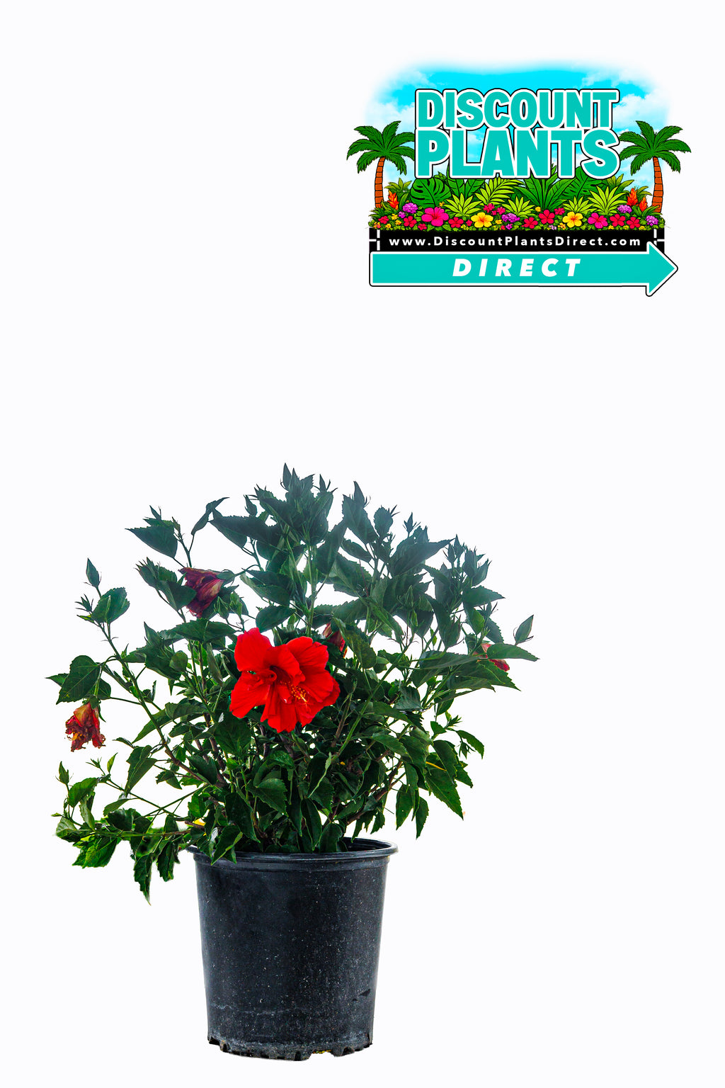 Hibiscus Double Red