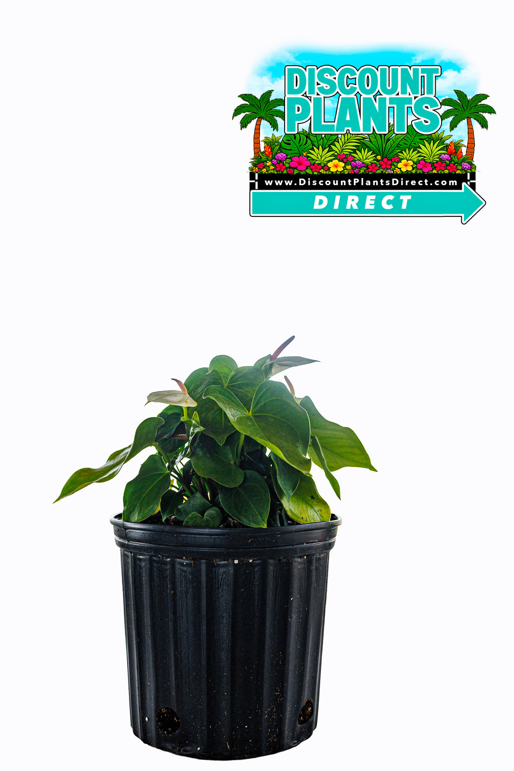 Anthurium White