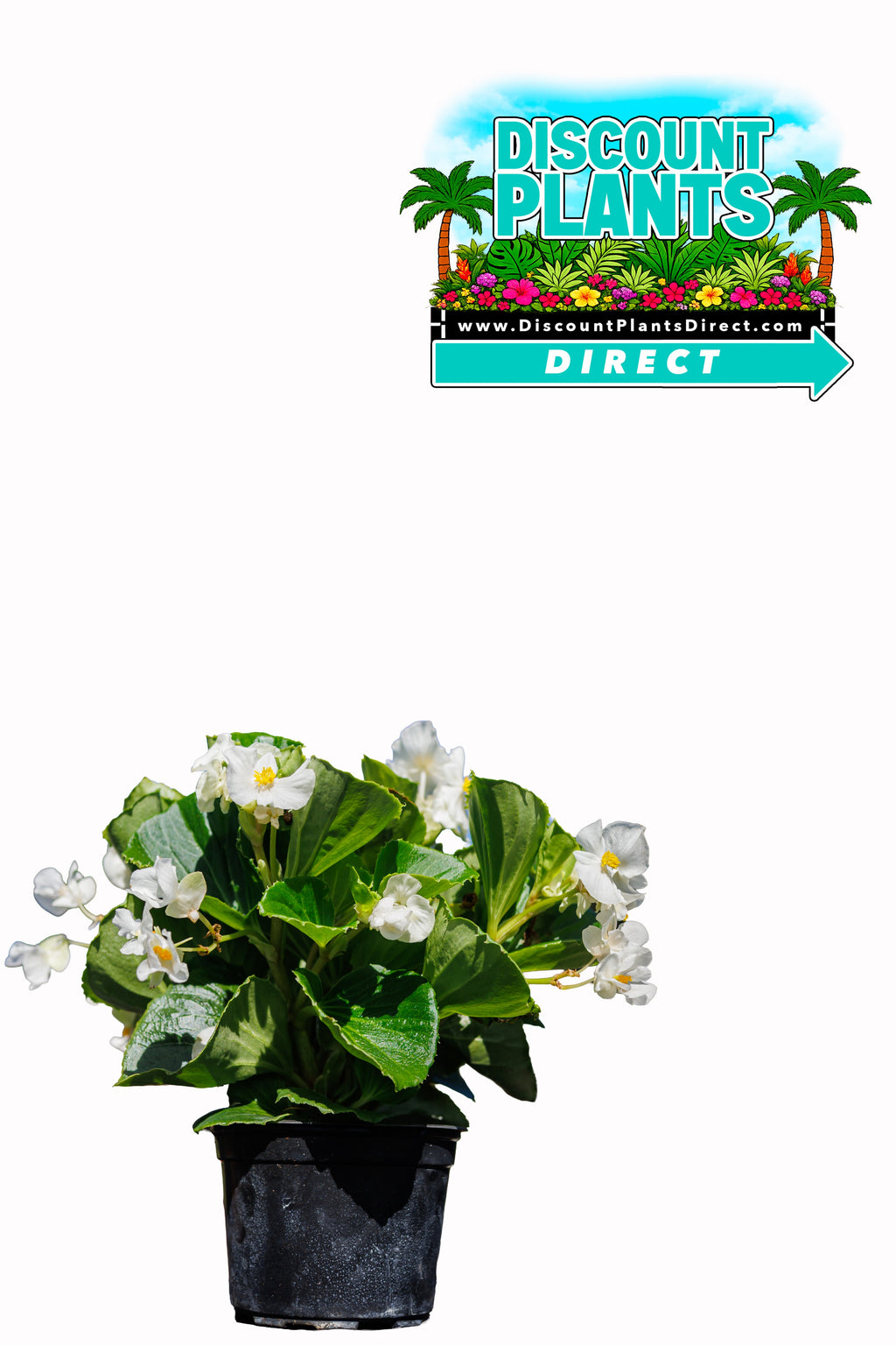 Begonia Top Hat White