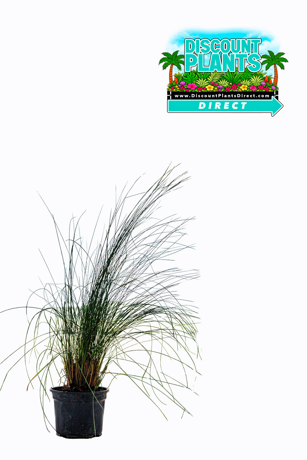 Muhly Grass