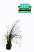 Muhly Grass