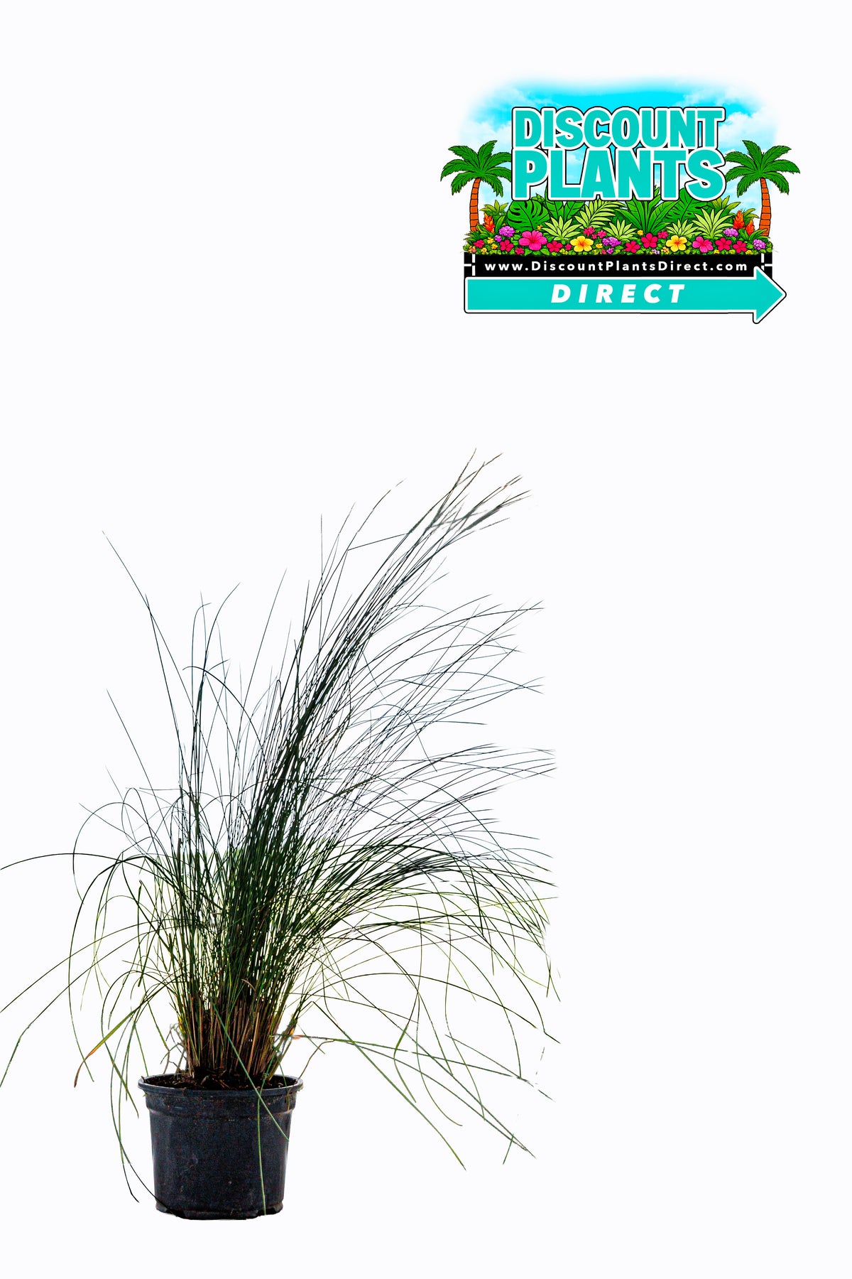 Muhly Grass