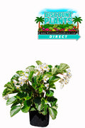 Begonia BabyWing White